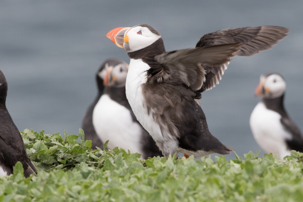 farne-island-31