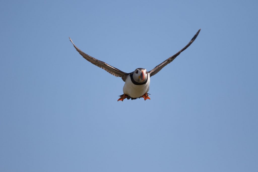 farne-island-46