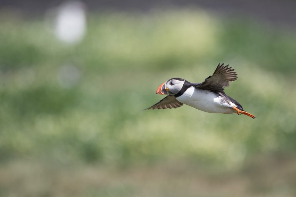 farne-island-48