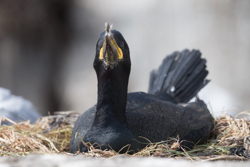 farne-island-49