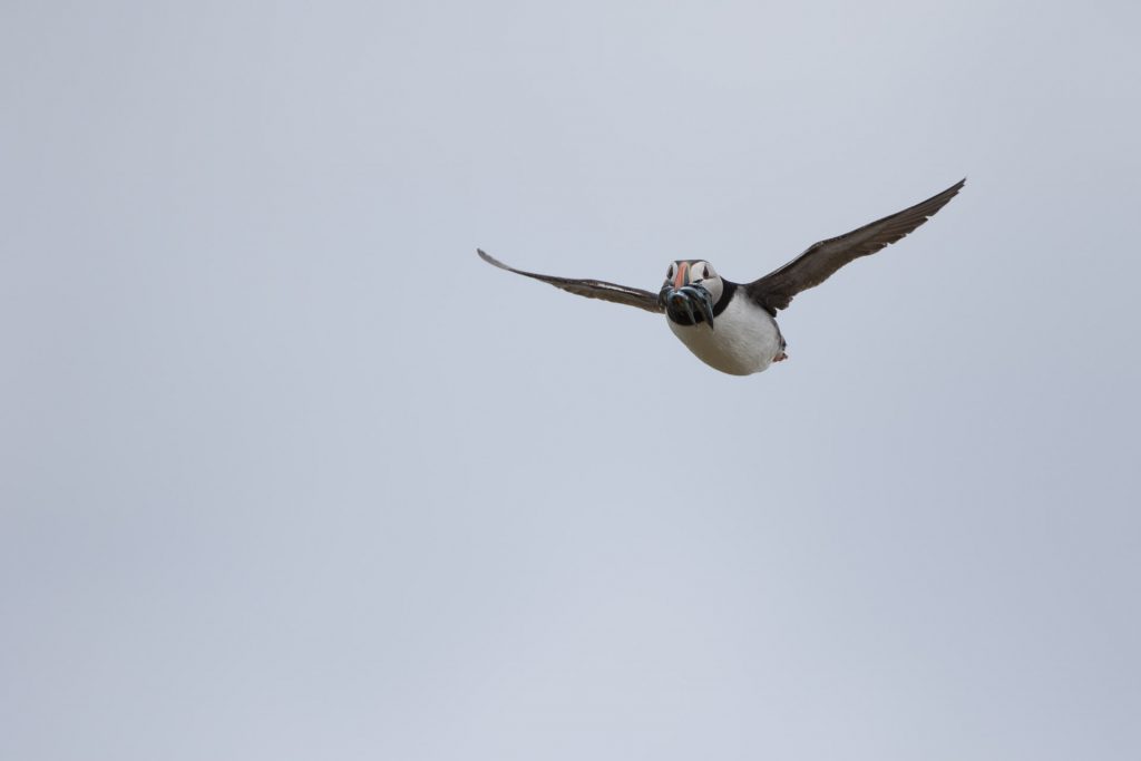 farne-island-51