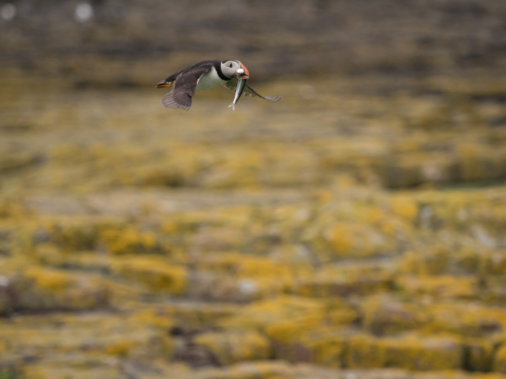 Farne Island