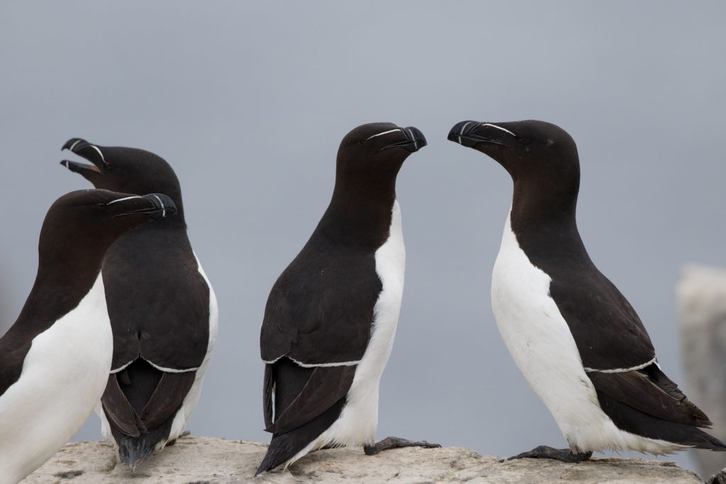 farne-island-6