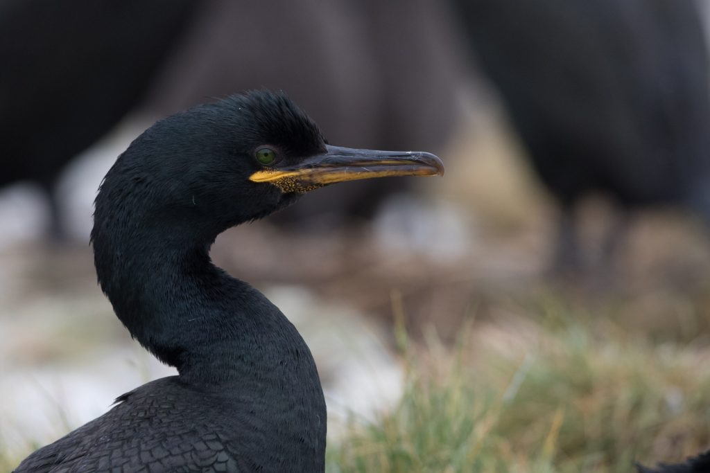 farne-island-7