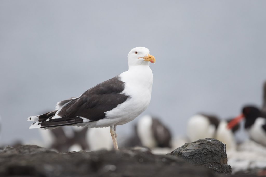 farne-island-9